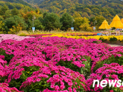 포토뉴스 ㅣ 가을빛 향기 속으로, 인제 꽃 축제
