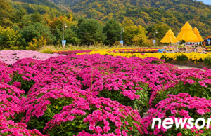 포토뉴스 ㅣ 가을빛 향기 속으로, 인제 꽃 축제