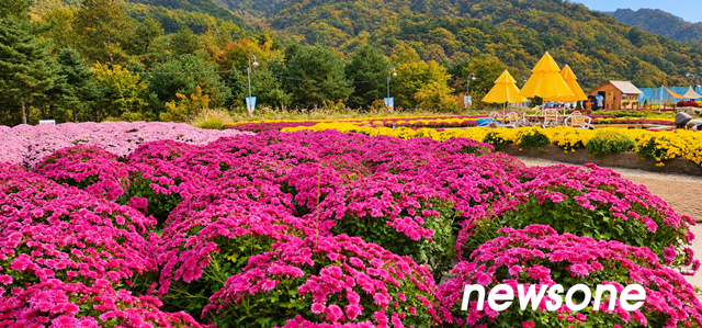 포토뉴스 ㅣ 가을빛 향기 속으로, 인제 꽃 축제